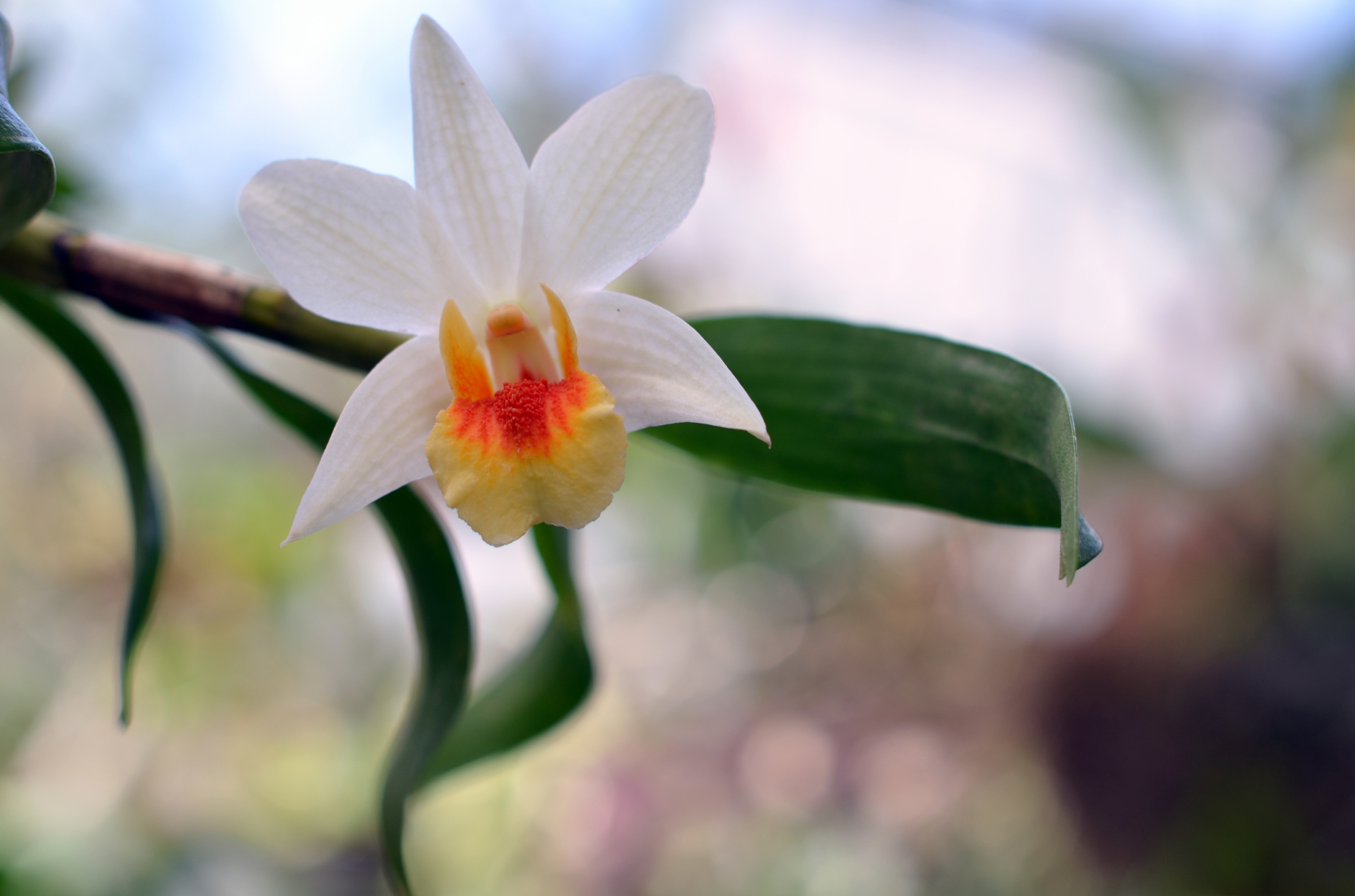 This dendrobium orchid has a much larger bloom than most.
