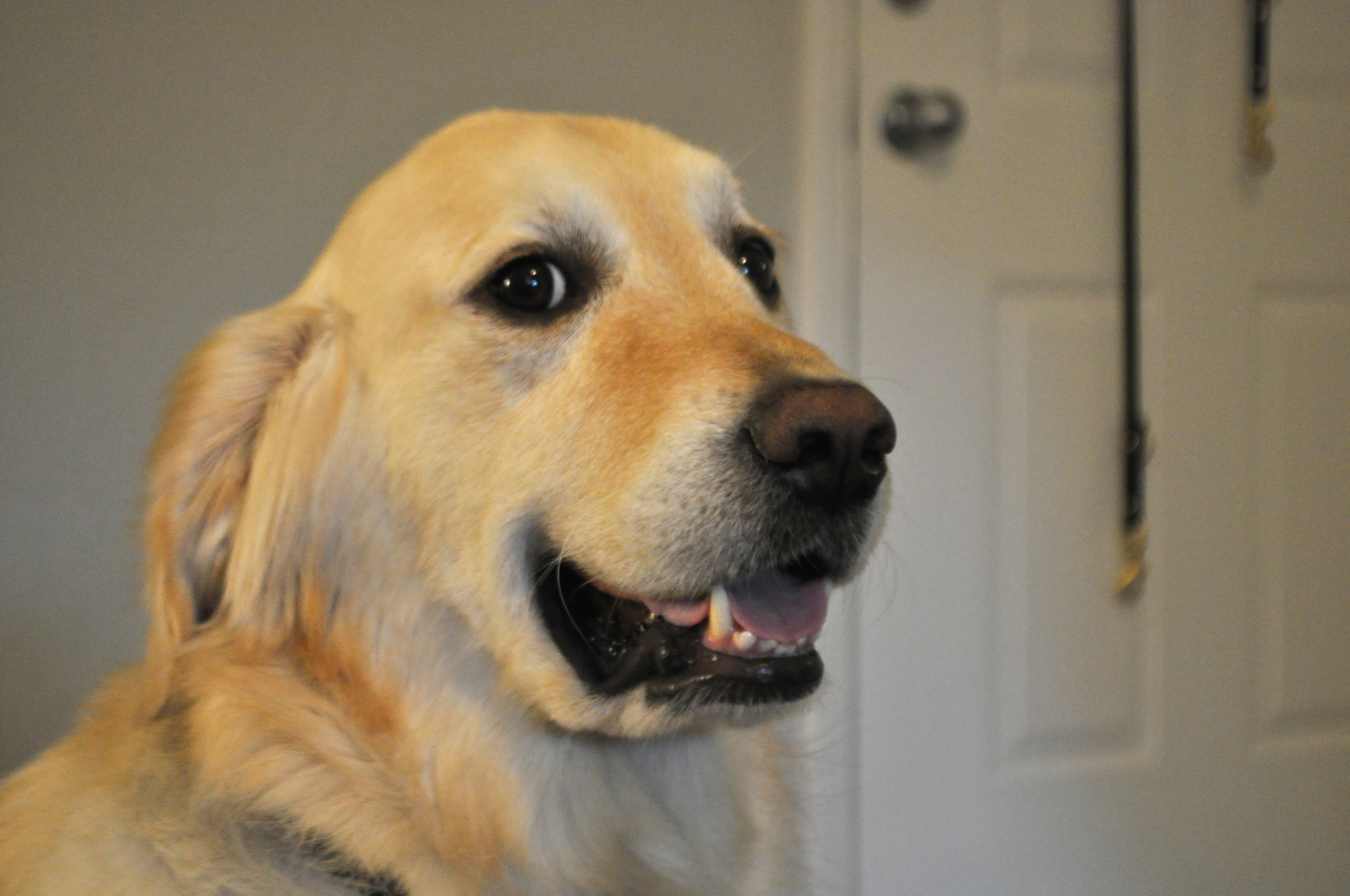 While Ralphie is goofy and energetic, Rhodes said Gary is more like a cat—independent and sleepy. She wouldn't want to trade, she said, laughing.