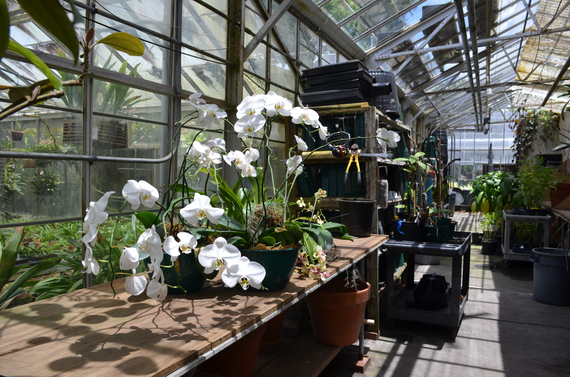Orchids bloom in a workspace behind the conservatory.