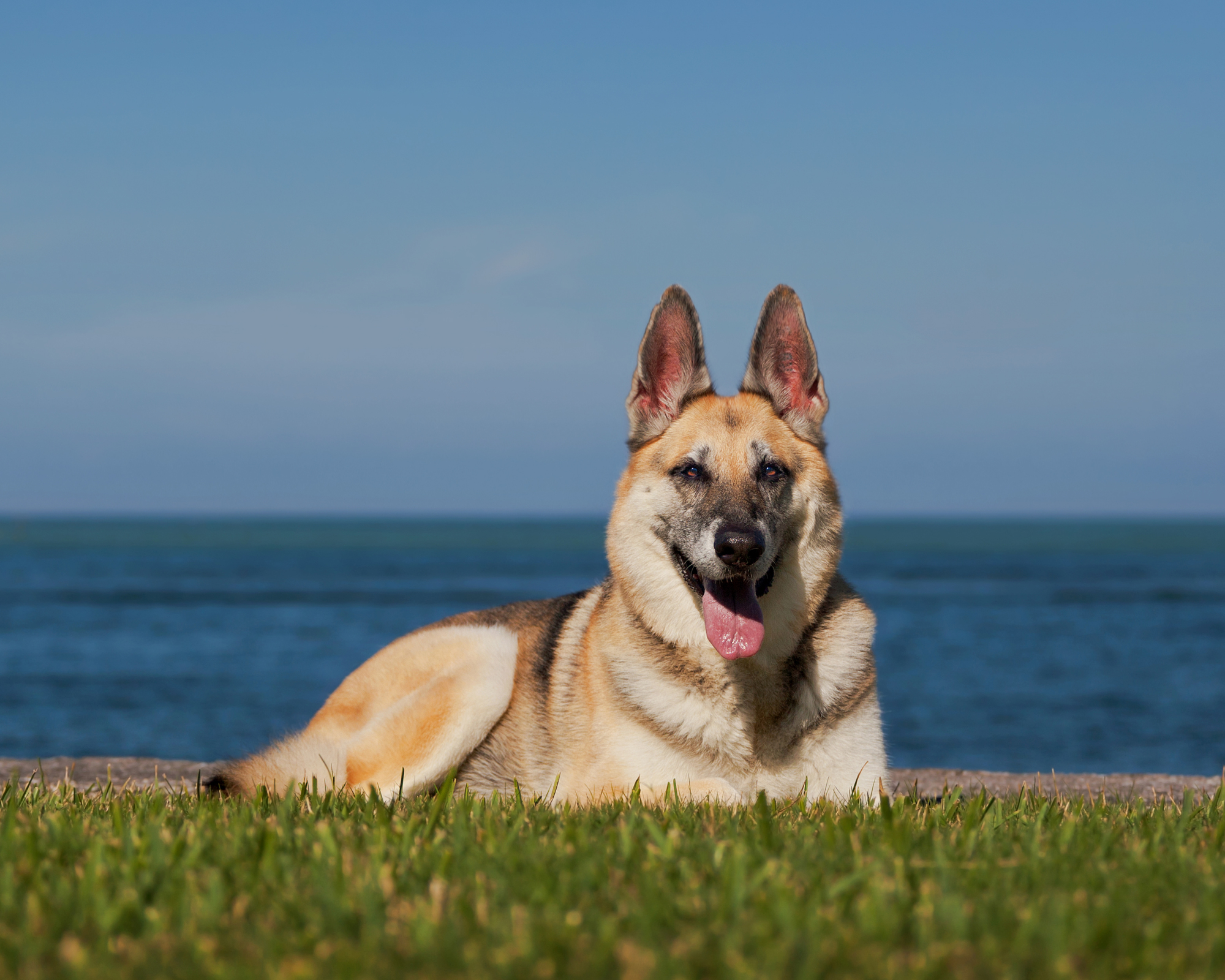 Courtesy photo. Ruby the German Sheppard was the winner for 2014 Real HousePets of Sarasota County.