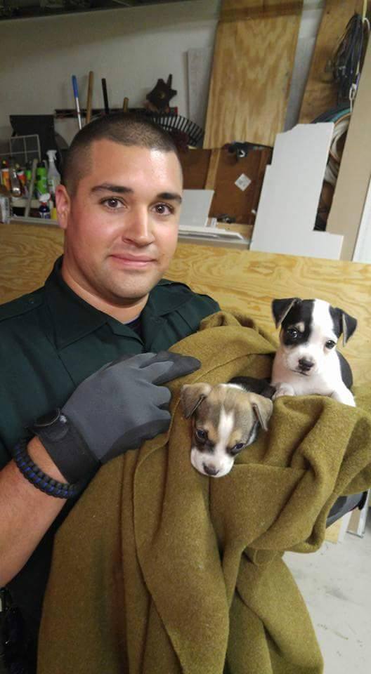 Deputy Matt Kenyan took care of the puppies until Animal Services could take them. Photo courtesy of the Manatee County Sheriff's Office.
