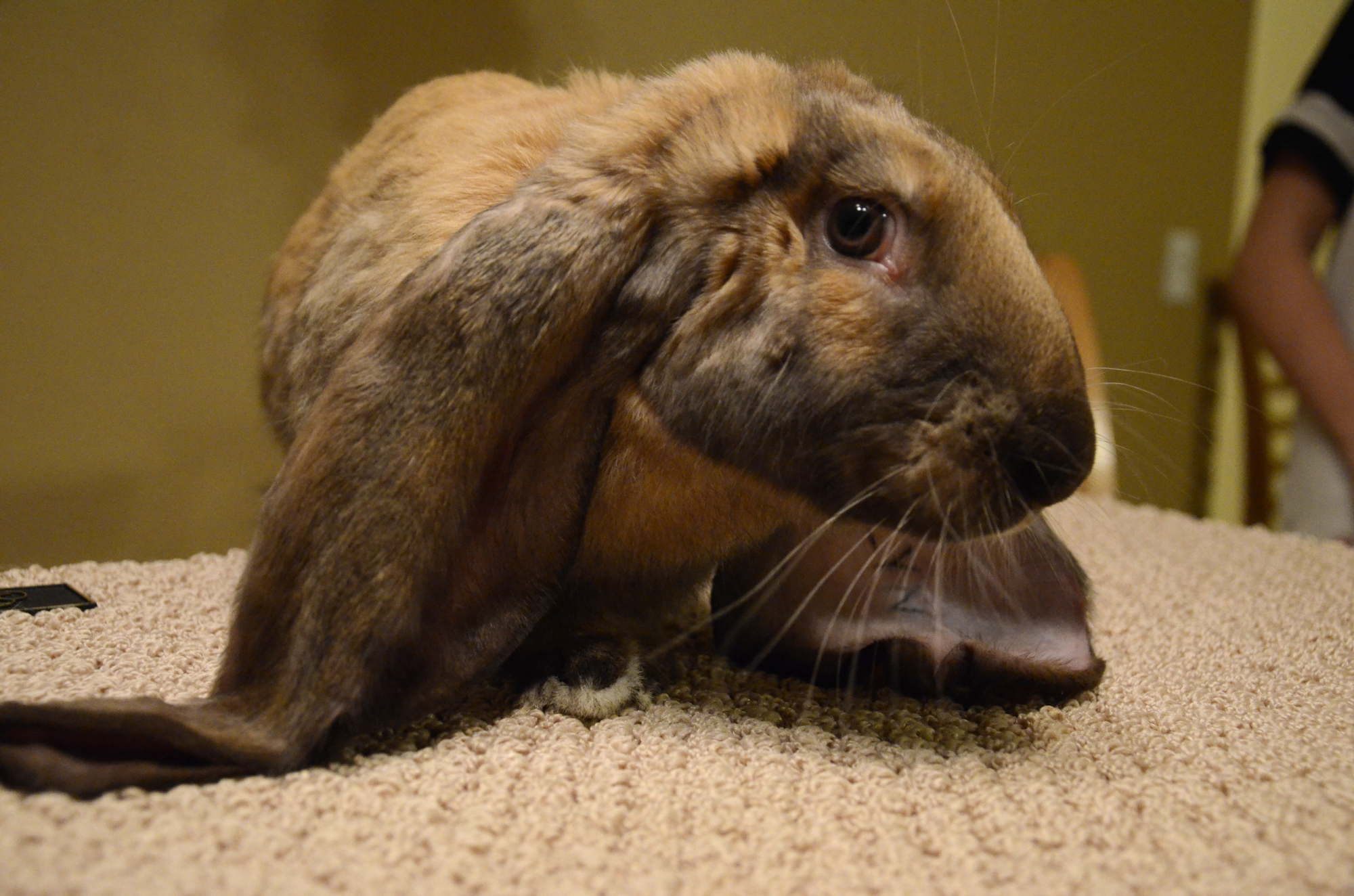 Flynn is an English Lop, a breed famous for long, floppy ears and large size.
