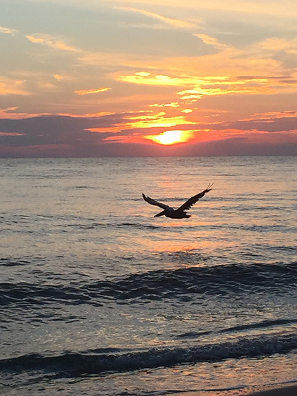 Kevin Geary submitted this photo of a pelican fishing at sunset at the Bay Isles Beach Club on Longboat Key.