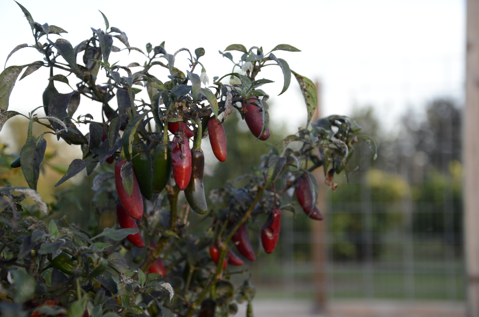 Hernandez uses red jalapeno peppers to make her tasty sriache hot sauce.