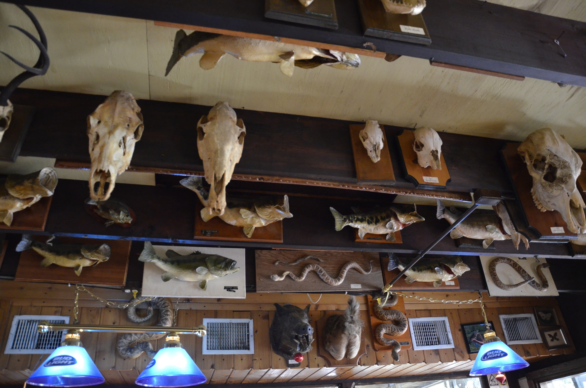 Most of Gamsky's stuffed and mounted specimens are still on display at Linger Lodge.