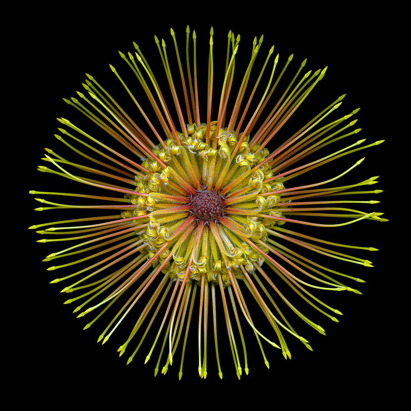 “Hokulei” is a part of Leaser’s second Nightflowers series. Out of 20,000 juried artists, Leaser was the only photographer exhibited in the 2013 London Art Biennale, one of the largest art fairs in the world.