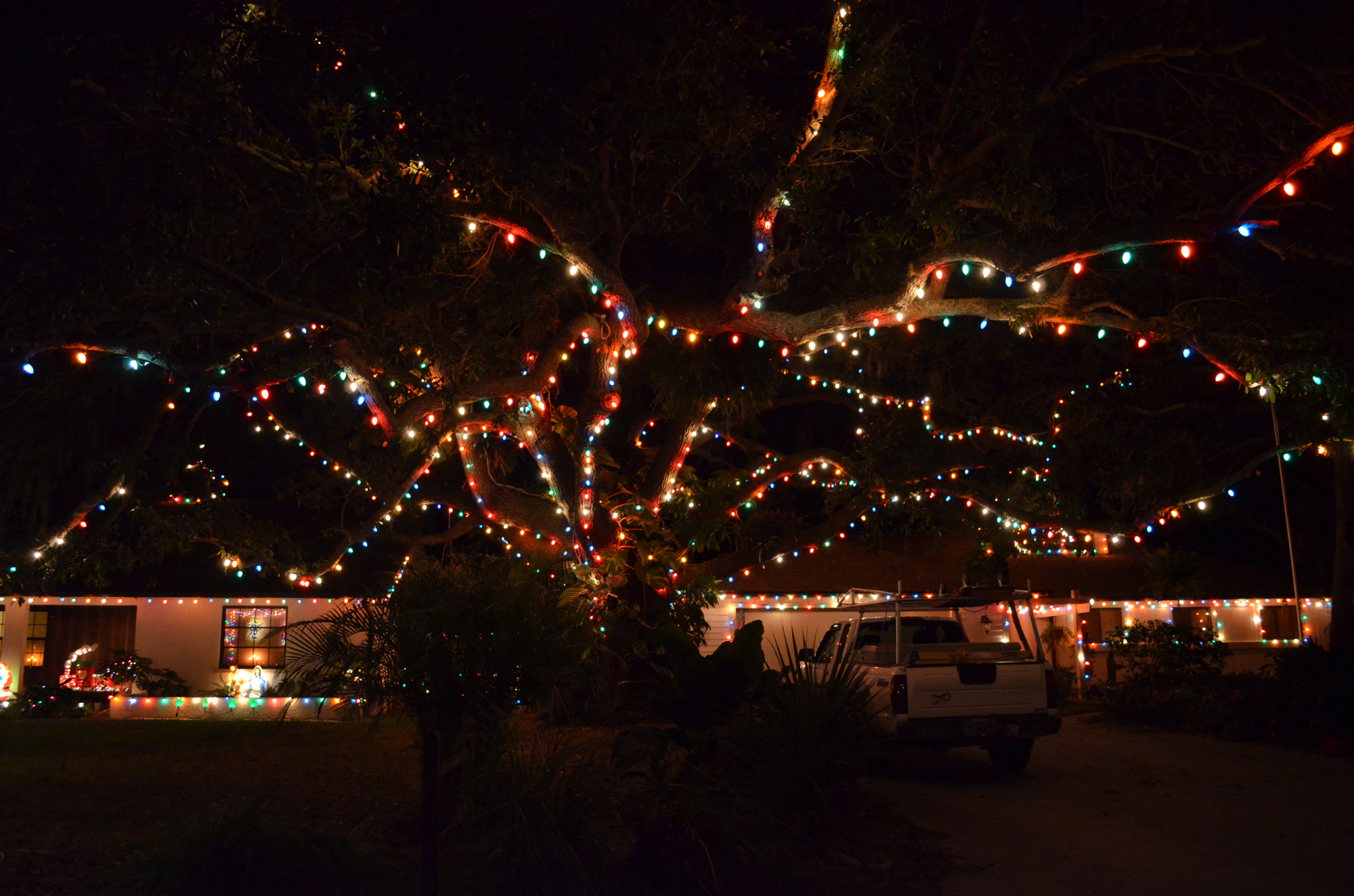 The tree at 2504 Regatta Circle is the focal point for the cul-de-sac that is decorated with lights.