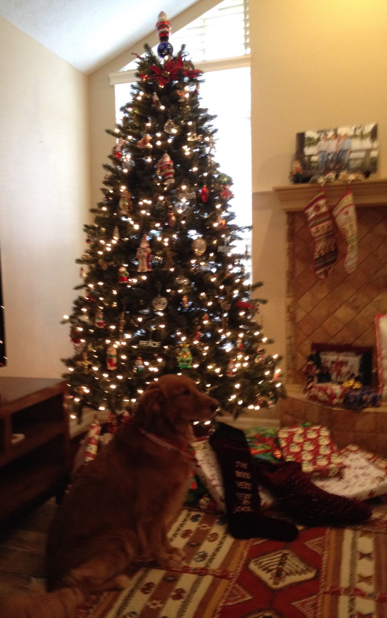 Shelby the dog stands guard in front of the Carter family's Christmas Tree. This year Shelby accidentally shattered the tree topper with her tail.