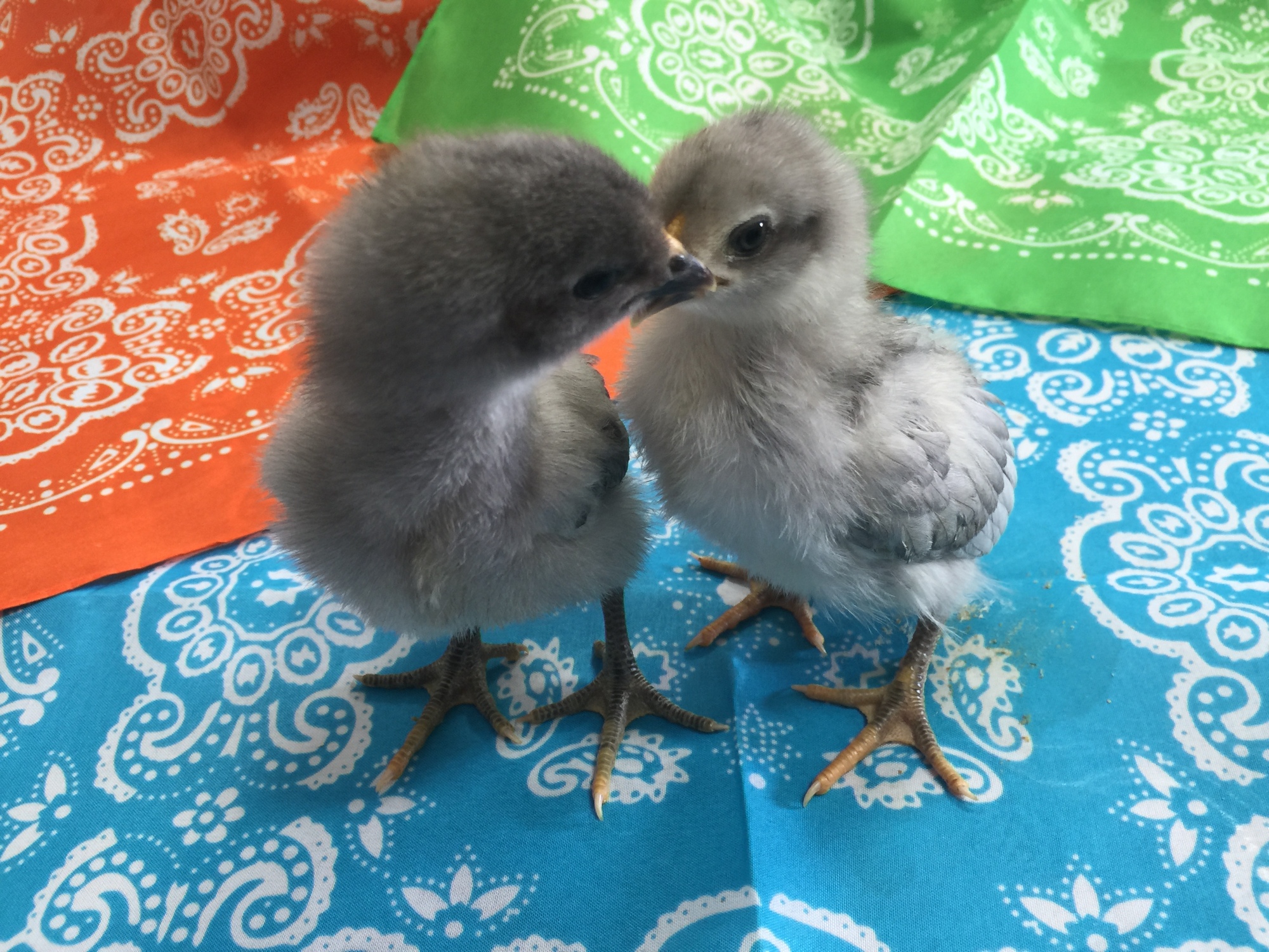 Courtesy photo. Baby chicks from the Out-of-Door Academy classrooms.