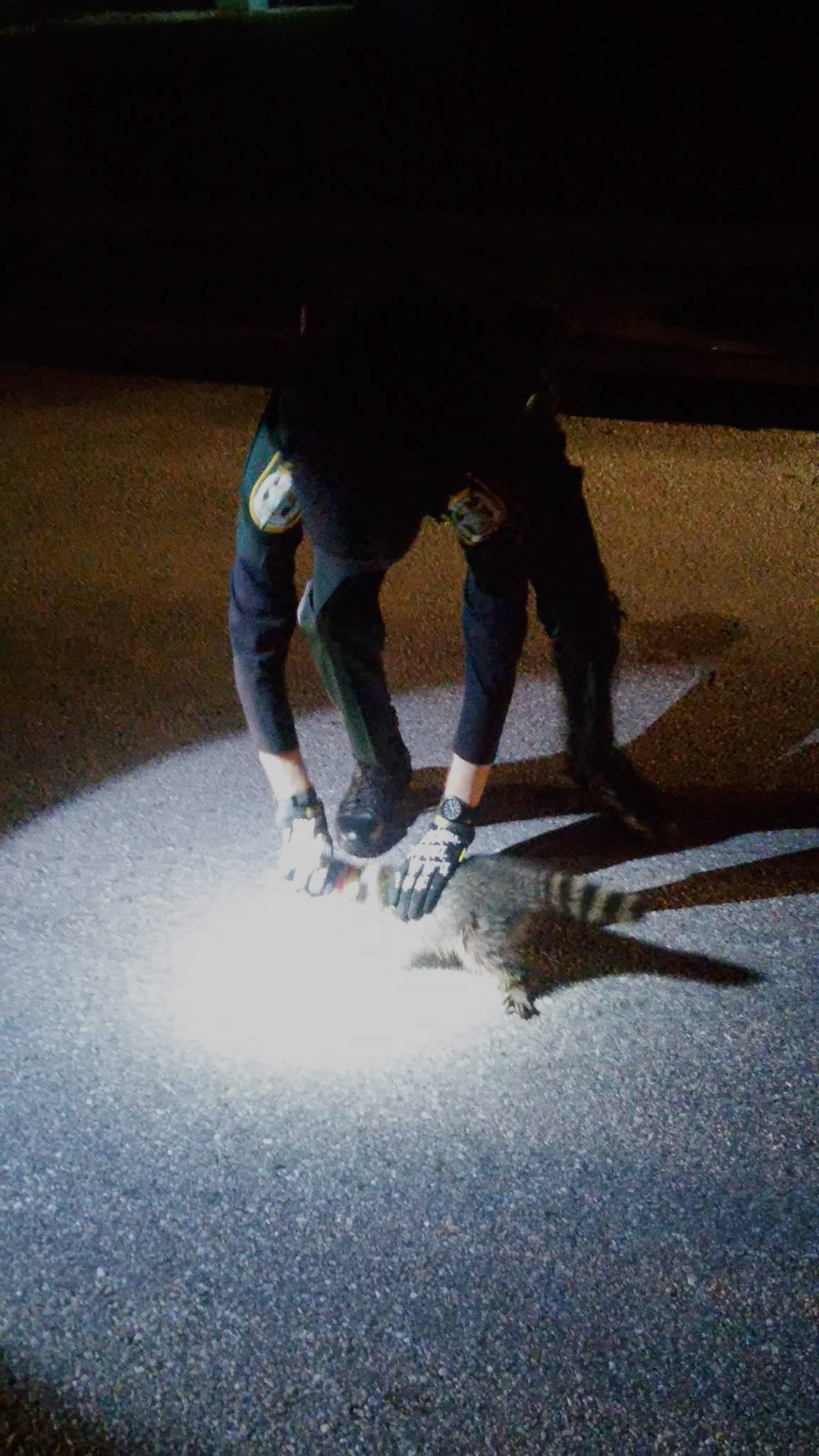 One of the deputies pulled the can off the raccoon's head. Photo courtesy of the Manatee County Sheriff's Office.