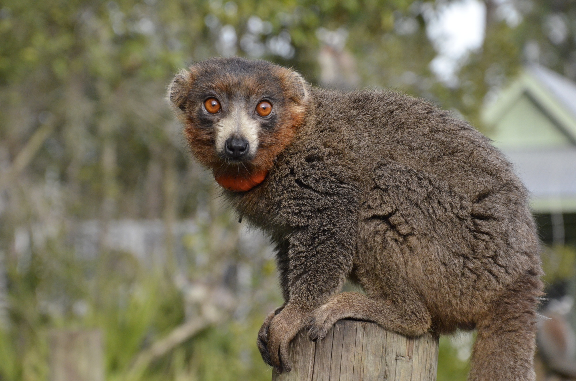 The mongoose lemur lets out a loud bark many times its small size.
