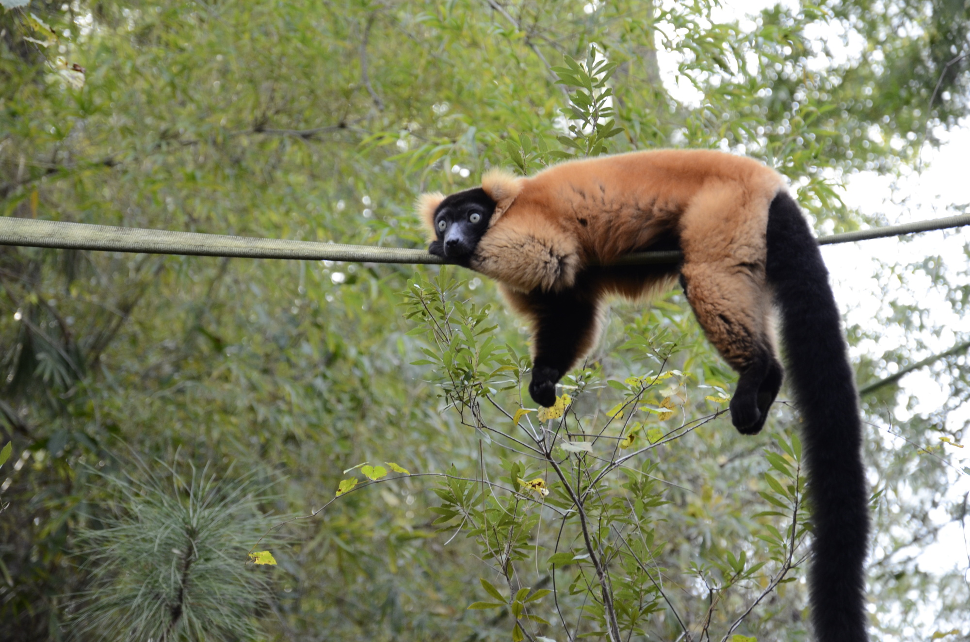 A red ruffed lemur chills out on a rope walk.