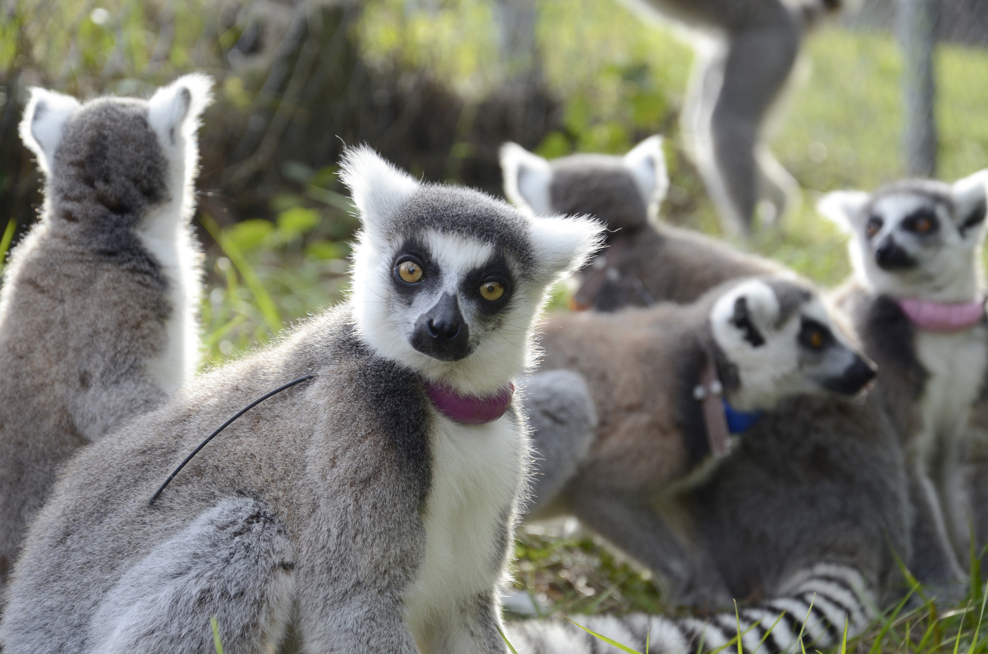 The lead female of this ring-tailed lemur family makes the decisions when the group moves or stays.