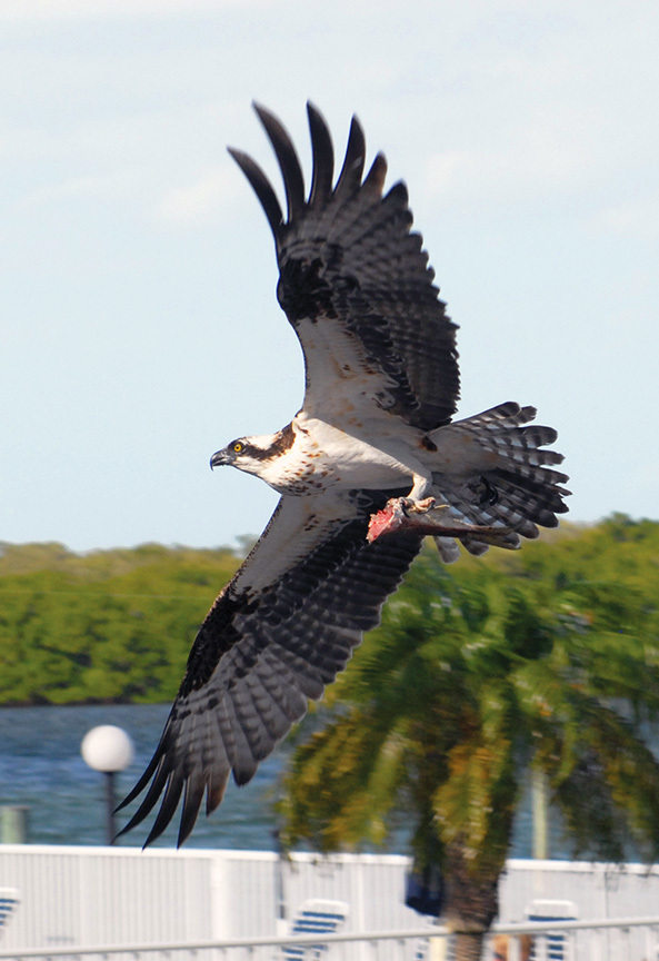 Tim Smalley submitted this photo of an osprey with its lunch over the marina at Sutton Place at mid-island Longboat Key.