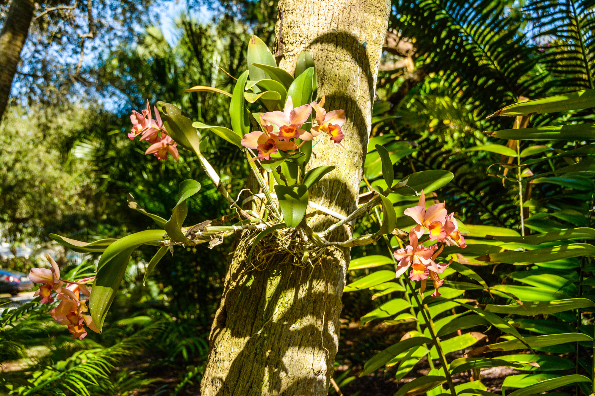 Courtesy photo. Orchids cling to the trunk of a tree at 6607 Peacock Road.