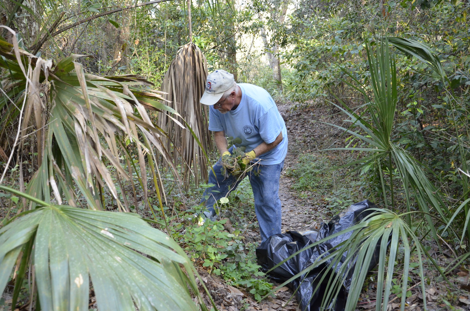 Harry Wiedenmeyer of Parrish, a volunteer for Manatee County, cleans out some dead vines from the trail.