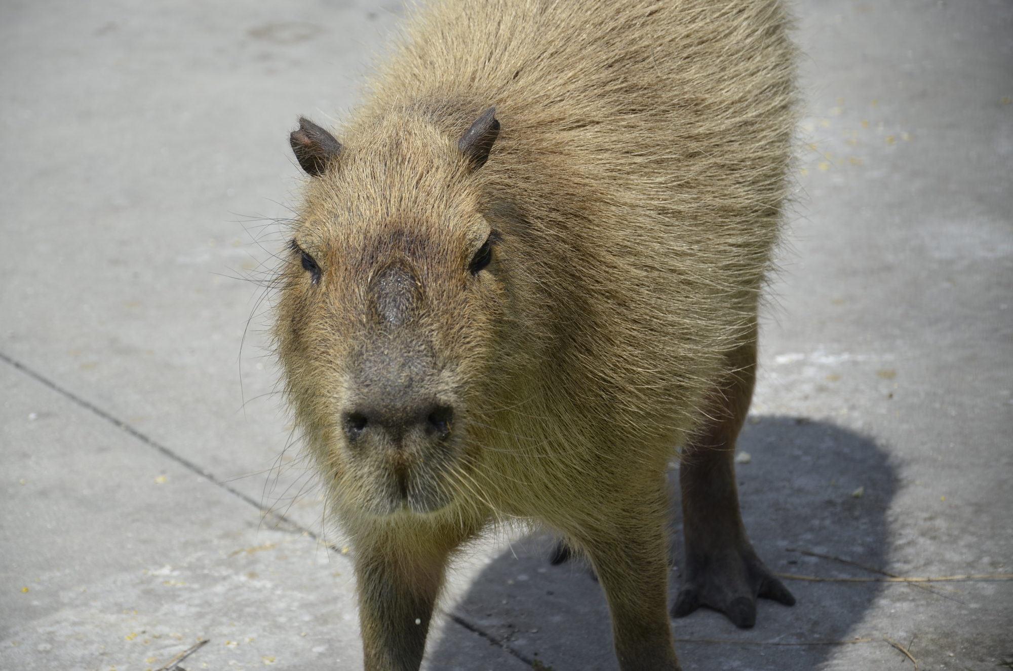 Bob the Capybara is an eligible 3- to 4-year-old bachelor looking for companionship at Big Cat Habitat and Gulf Coast Sanctuary.
