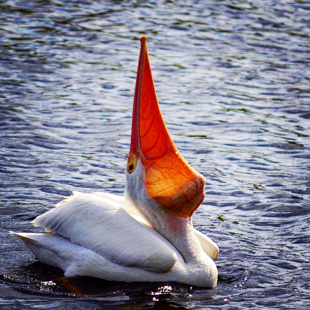 Monica Mingote submitted this photo of a pelican swallowing a big fish in a lake at Tara Golf & Country Club.