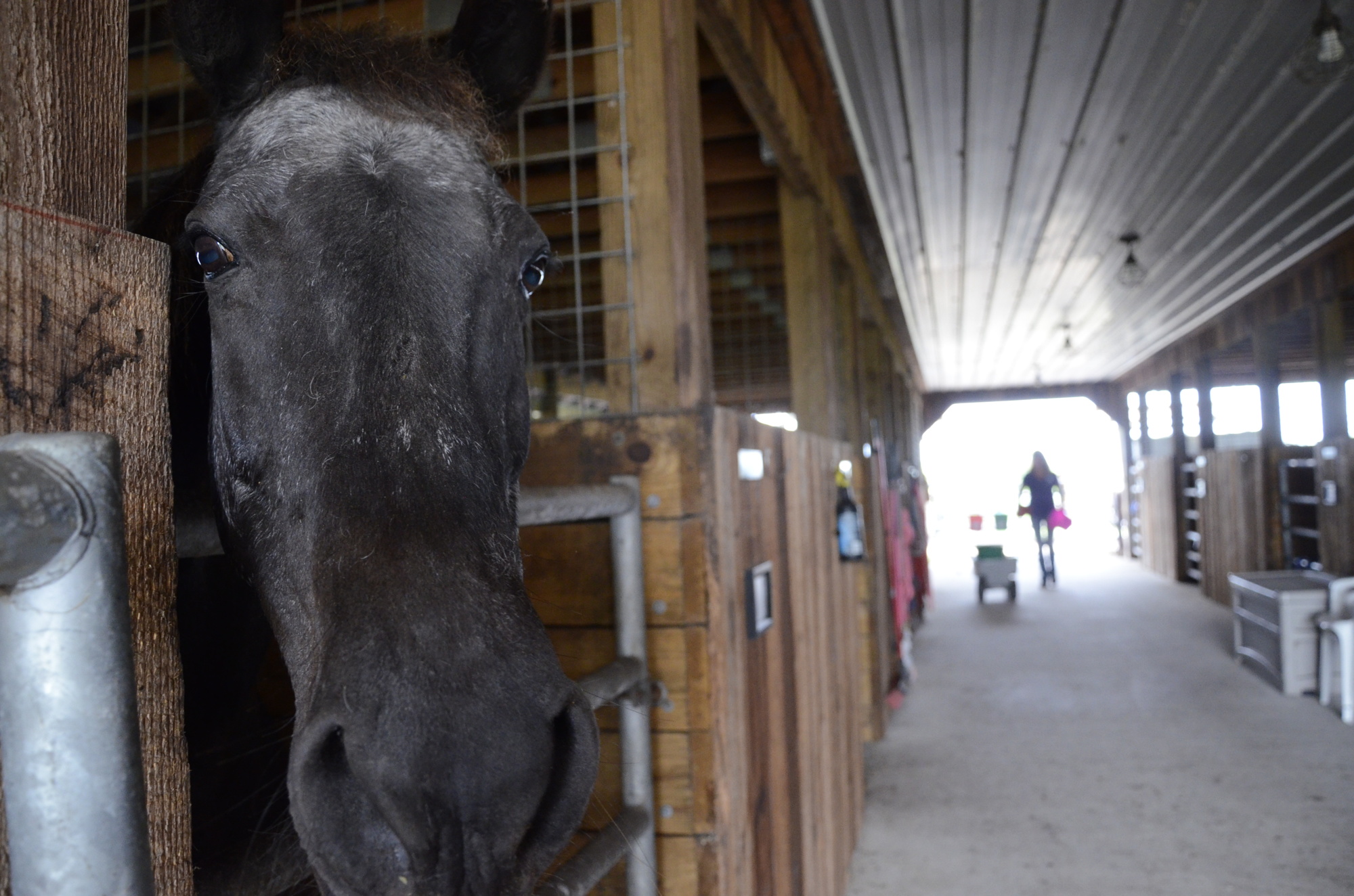 Bobbie hopes Robin Cain comes back with a cookie. Bobbie is one of the oldest horses at 16 Hands at age 30.