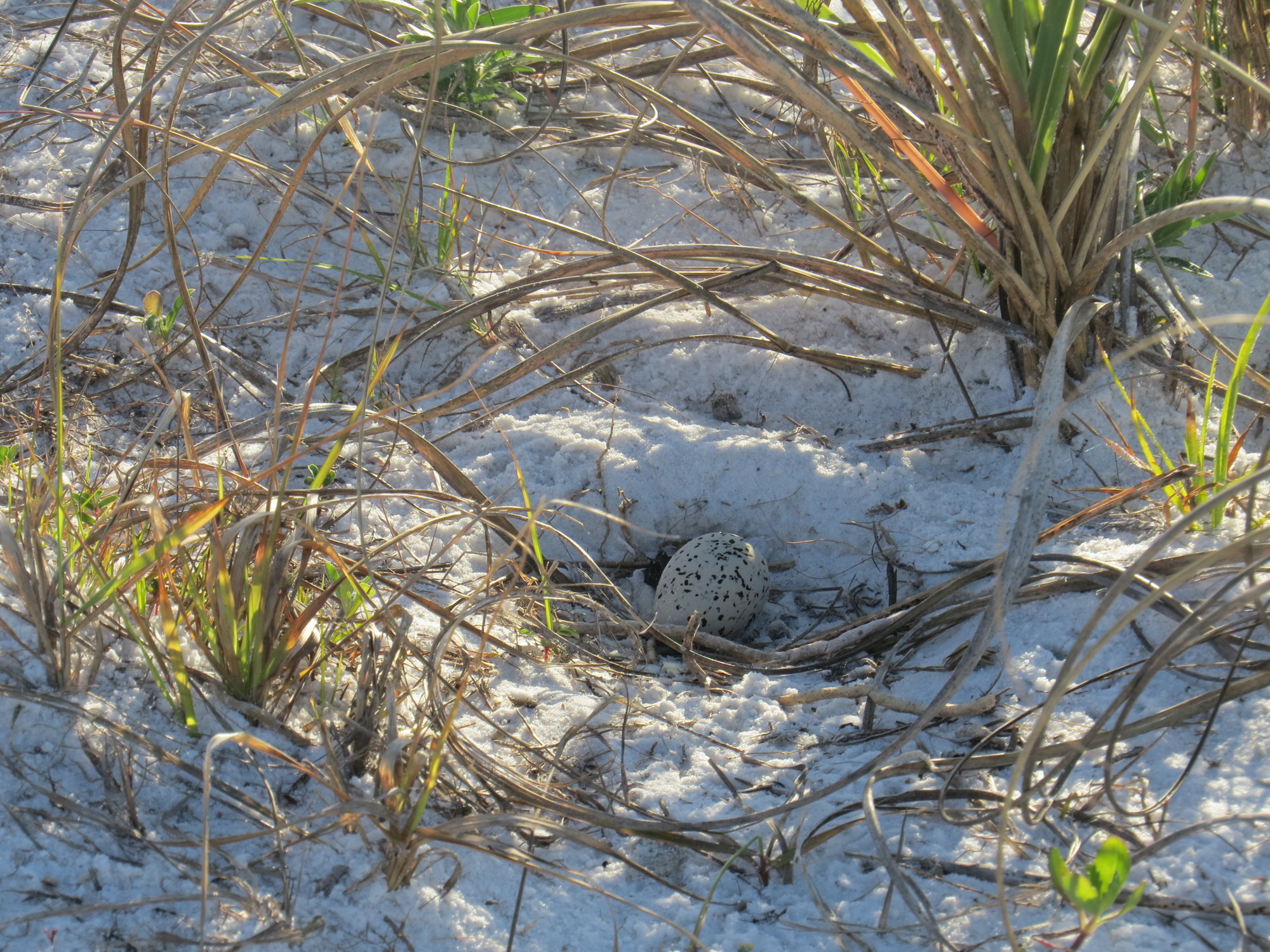 The lone egg can blends into the nest and surrounding foliage.
