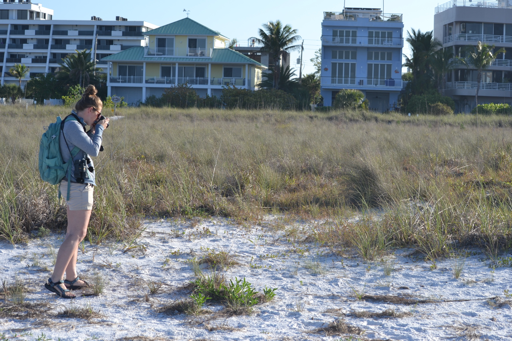 Audobon Florida Bird Stewardship Coordinator Holley Short checks on the solo snowy plover nest in the grass.