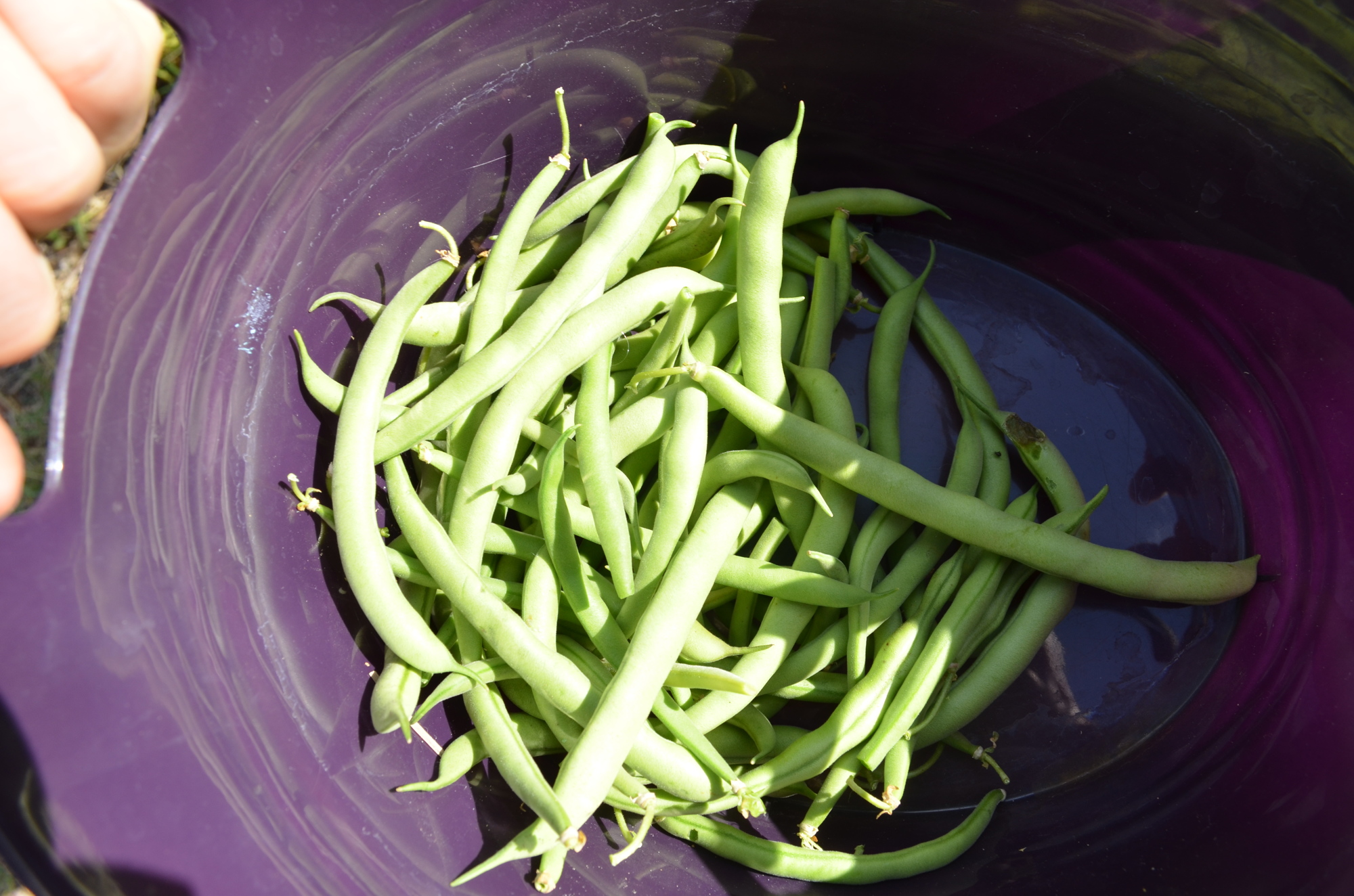 Green beans from the Goldie Feldman Academy garden.