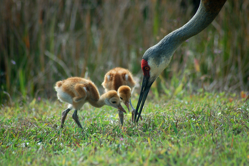Susan DeVictor submitted this photo of a sandhill crane feeding its chicks on Hidden River Trail in Lakewood Ranch.