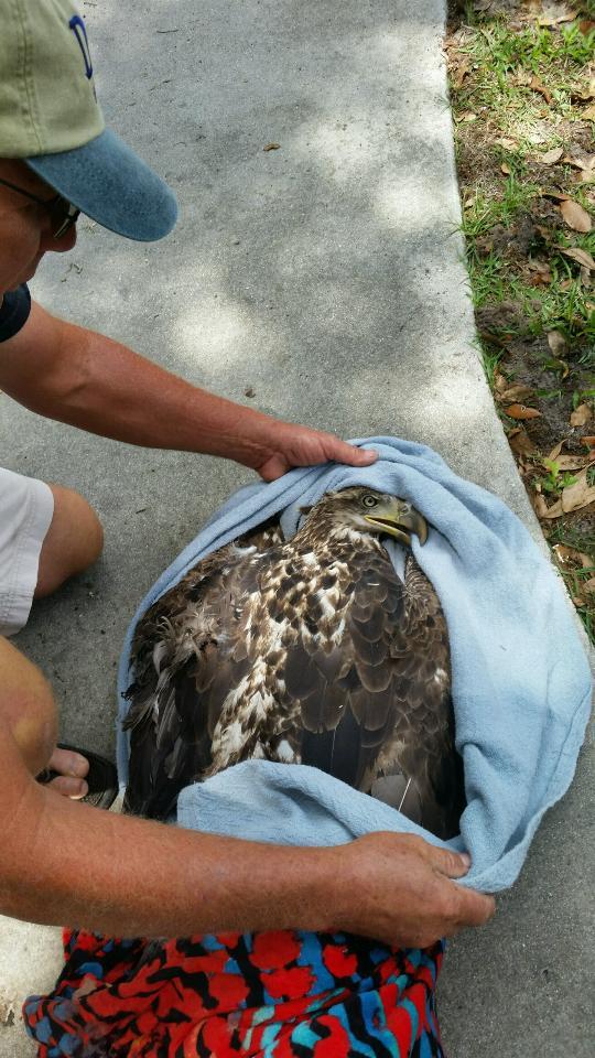 Dale Nauman carefully wraps up the injured eagle in a blanket. Photo courtesy of Lisa Nauman.