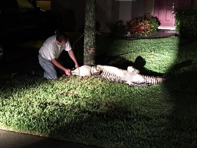 Photo courtesy of the Manatee County Sheriff's Office