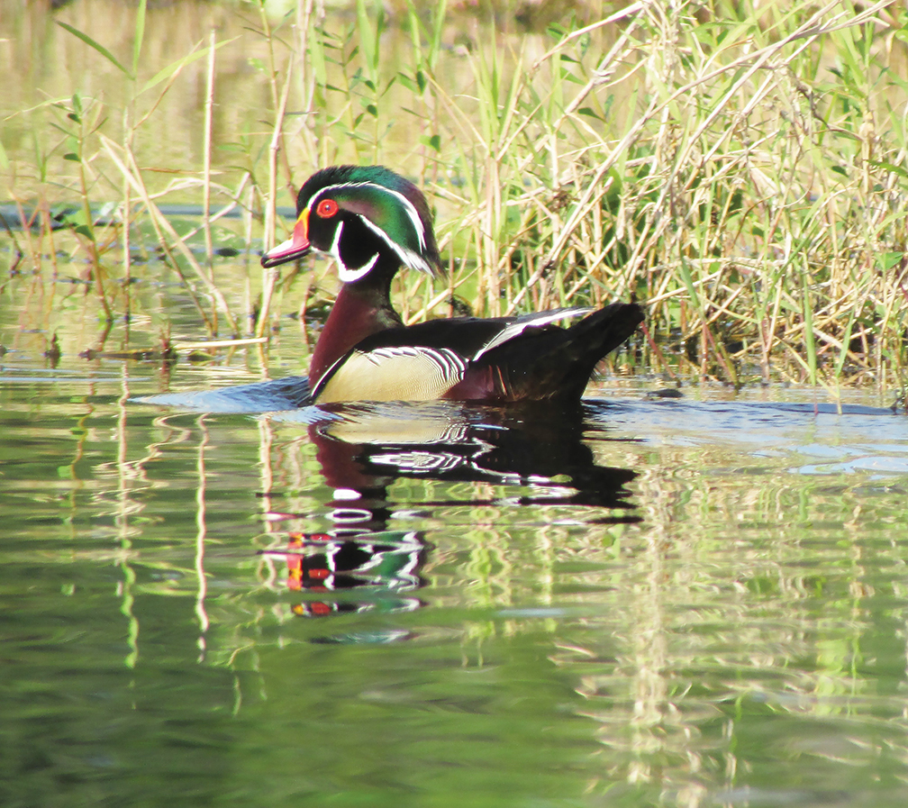 Jeannie Sparks submitted this shot of a wood duck she photographed in the Braden River near Jiggs Landing.
