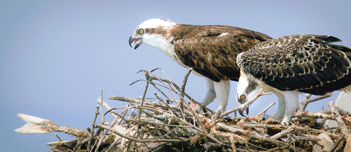 Ricky Perrone captured this photo of two ospreys sitting on their channel marker nest outside of Jim Neville Marine Preserve.