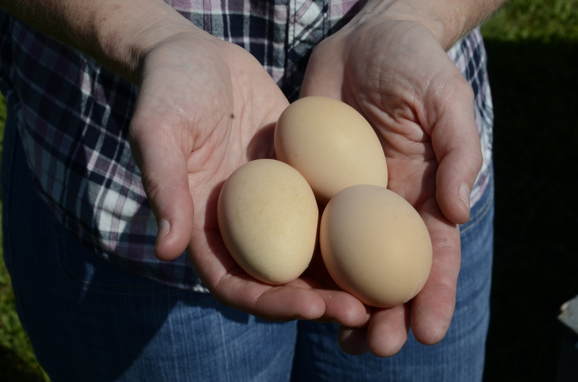 The Gangnagels can get five to six eggs per hen per week.