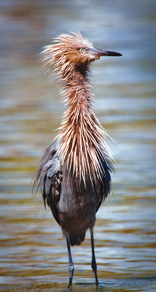 Ricky Perrone captured this shot of ruffled feathers along the downtown Sarasota bayfront.