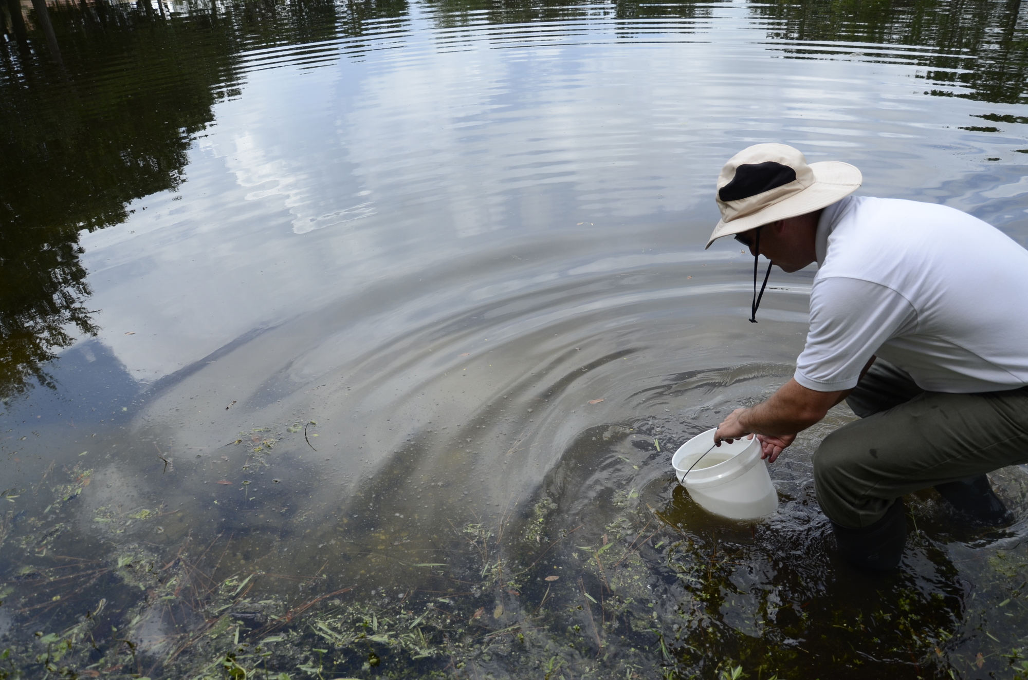 Josh McGarry, district manager for Aquatic Services, slowly releases the carp into Tara Preserve's pond, number 15.