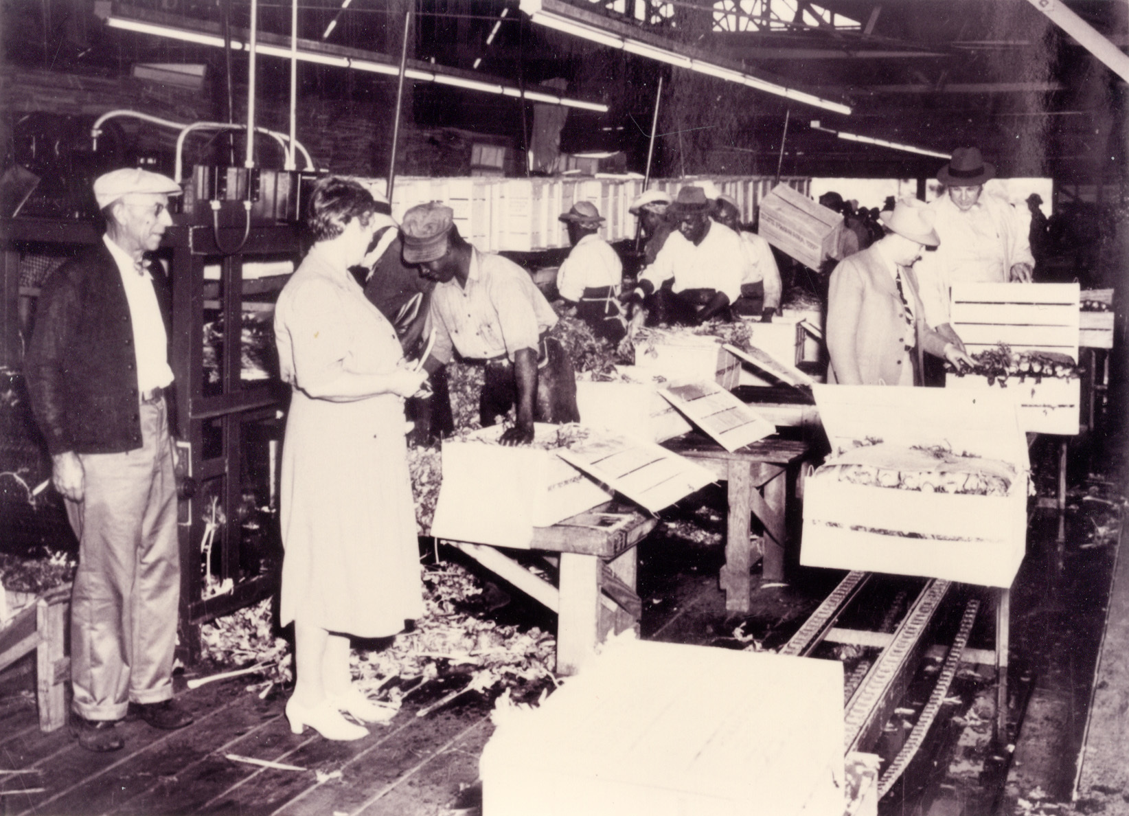 (Courtesy of Sarasota County Historical Resources, Tom Bell Collection) Laborers pack celery in the Old Packinghouse.