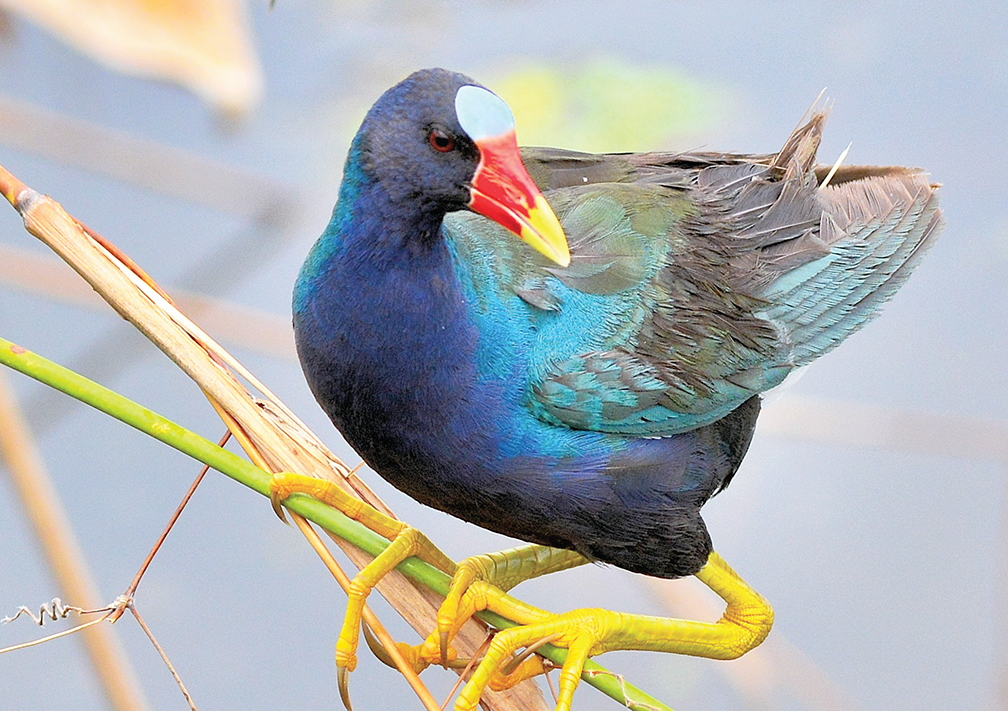 Neil Oldham captured this shot of a purple gallinule perched on alligator flag at Celery Fields in Sarasota.