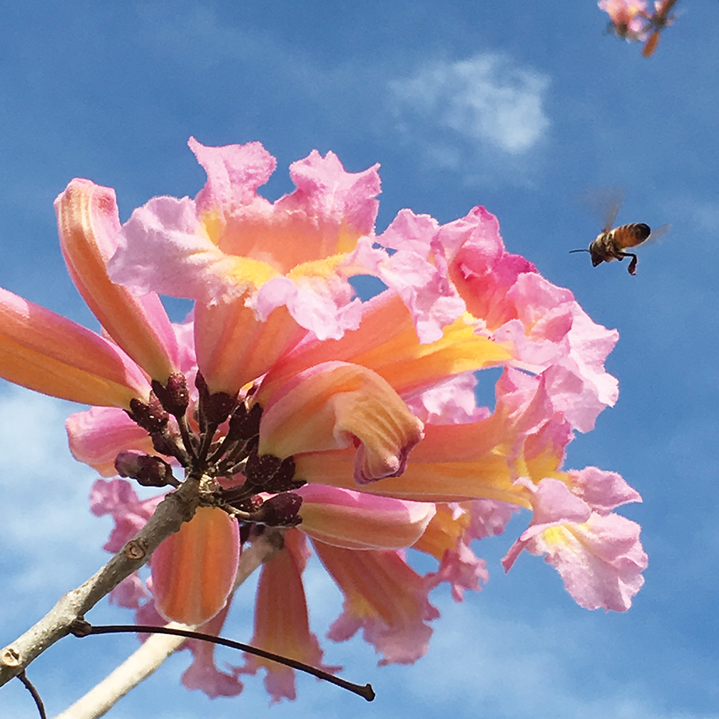 Jeannie Sparks captured this shot of a bee getting ready to land on a flower in Lakewood Ranch.