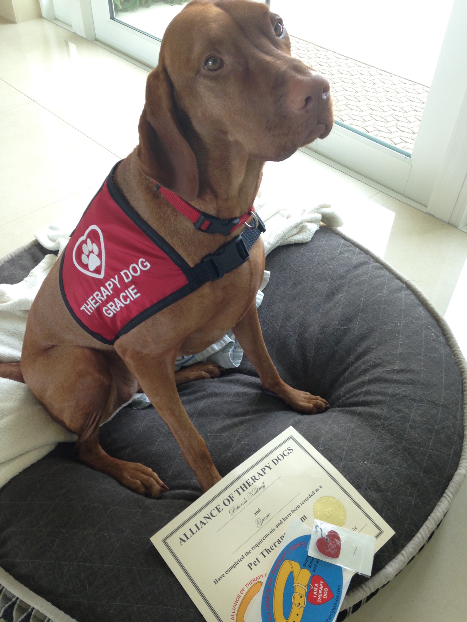 Courtesy photo. Gracie with her therapy dog achievement certificate.