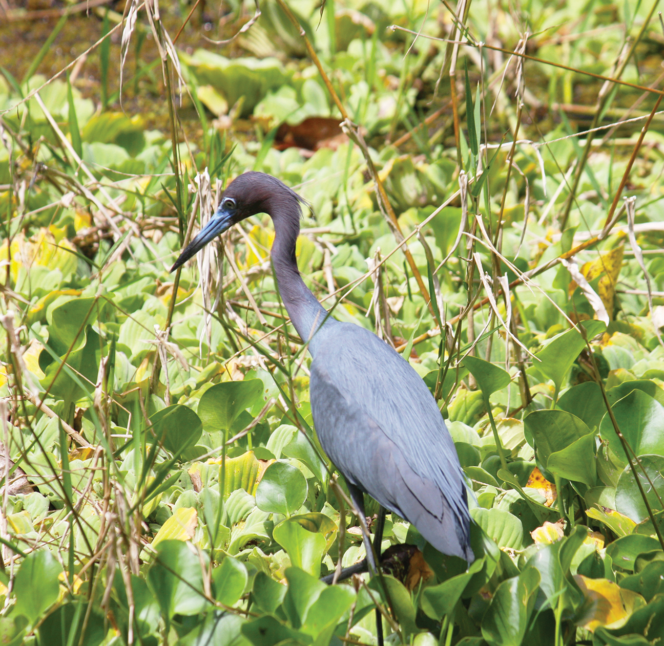 A heron walks amongst the greenery at the Corkscrew Swamp Sanctuary. Birdwatching is just one activity to get kids interested in nature, which can boost their health.