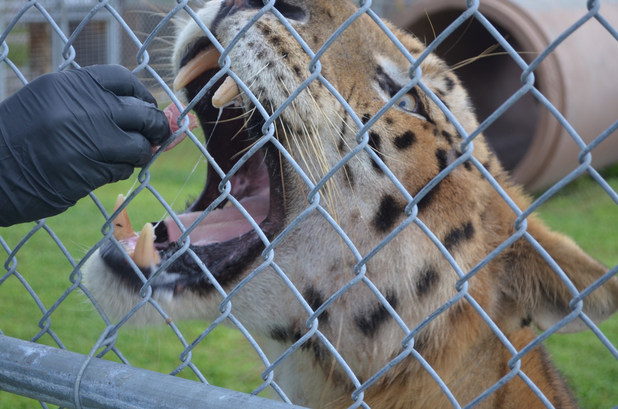 Rhaja gets excited just before being fed raw meat at Big Cat Habitat.