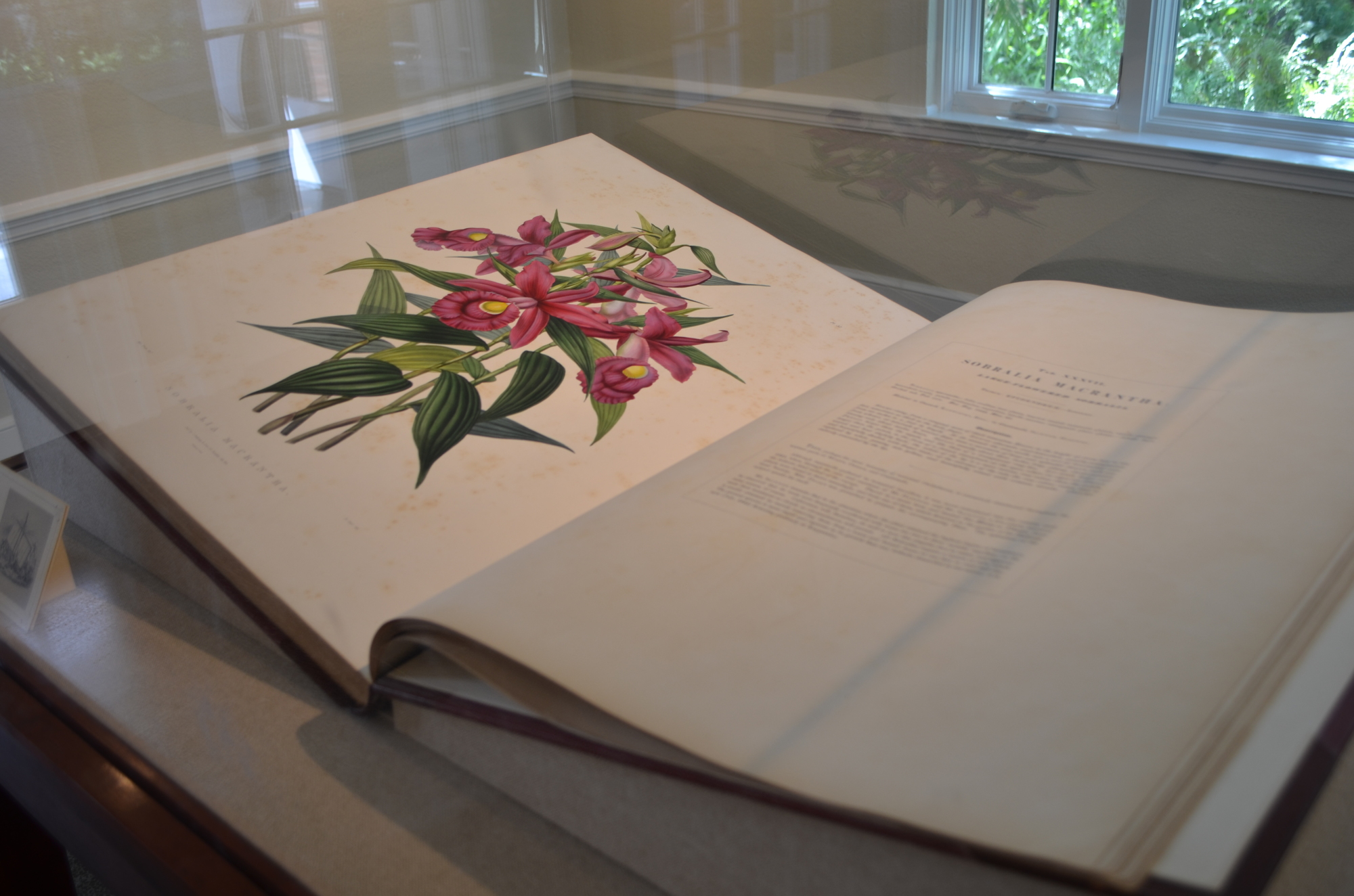 Selby’s copy of “The Orchidaceae of Mexico and Guatemala” by James Bateman — the largest and heaviest book on orchids ever to be printed — is a focal point of the botanical art section of the exhibit. Photo by Niki Kottmann.