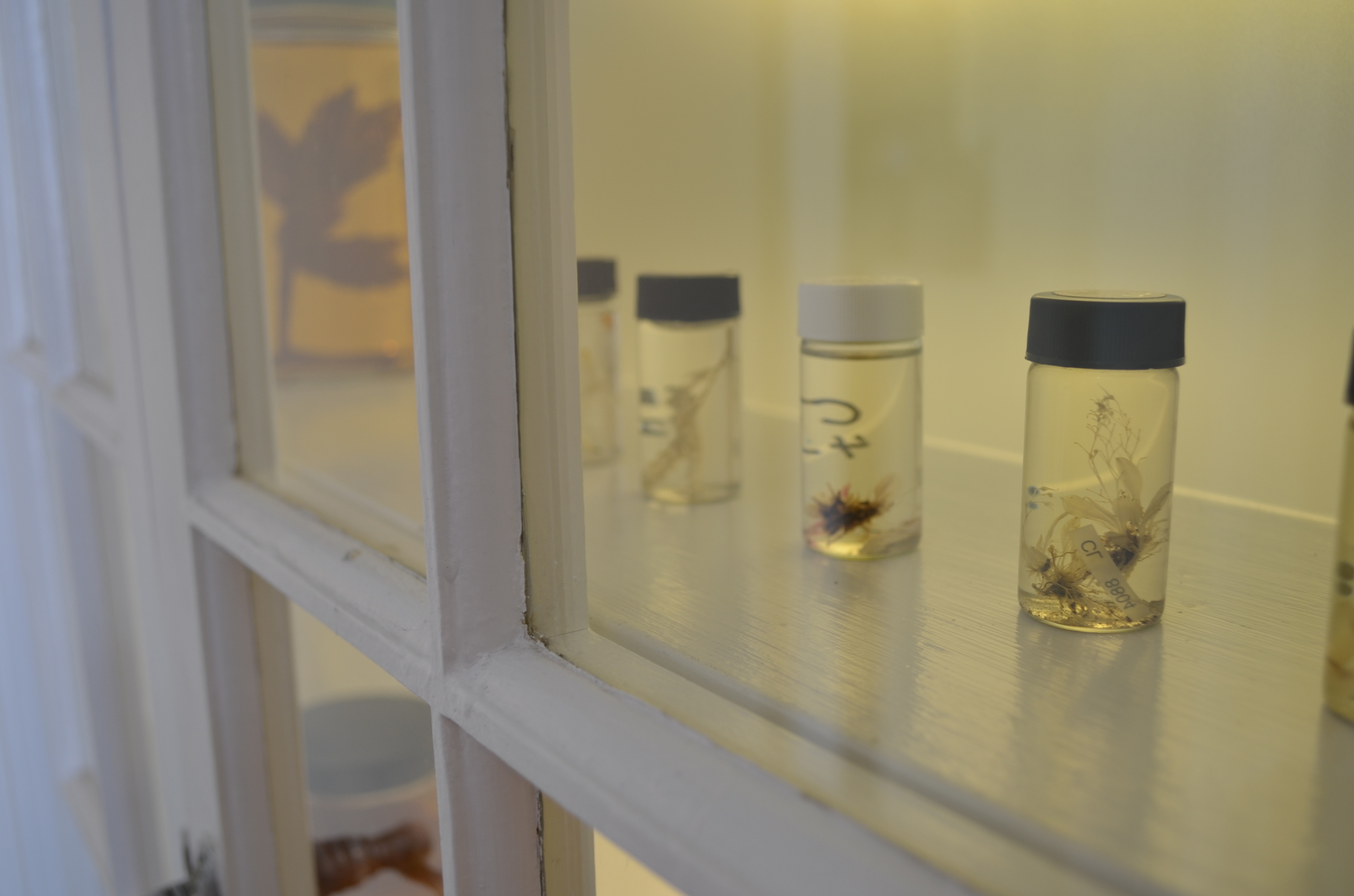 A shelf of voucher specimens in “spirit jars,” which help taxonomists identify old species and name new ones, catch the light next to the window of the exhibit. Photo by Niki Kottmann.