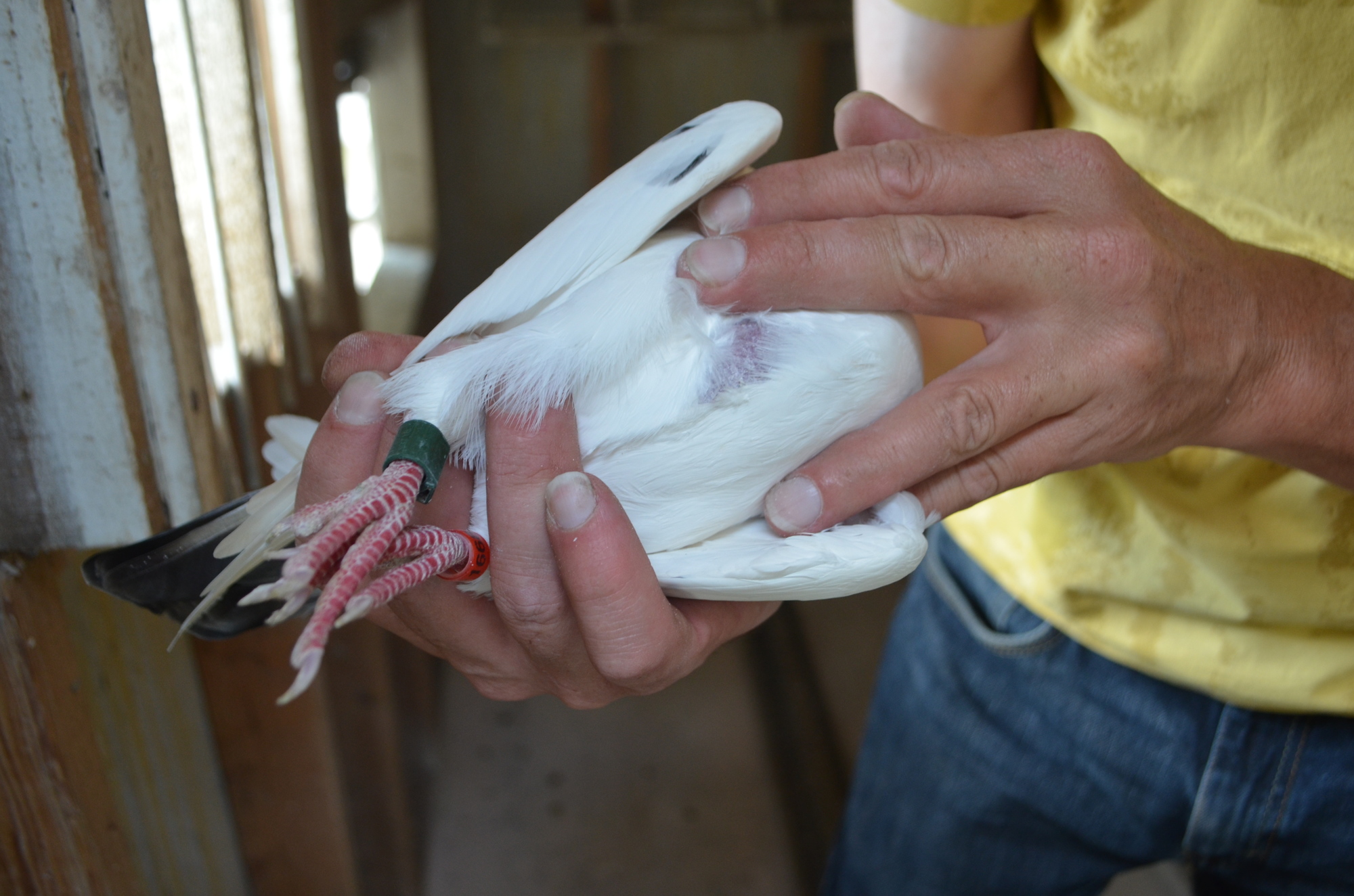 Myakka City's Charles Cole, 39, holds one of his racing pigeons at home in the pigeon loft. The green device on the foot of the pigeon tracks its average speed during races.