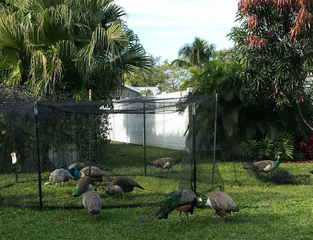 Trappers caught 61 peafowl — 28 peahens, 19 peacocks and 14 peachicks — to date. The last one was removed Oct. 21.