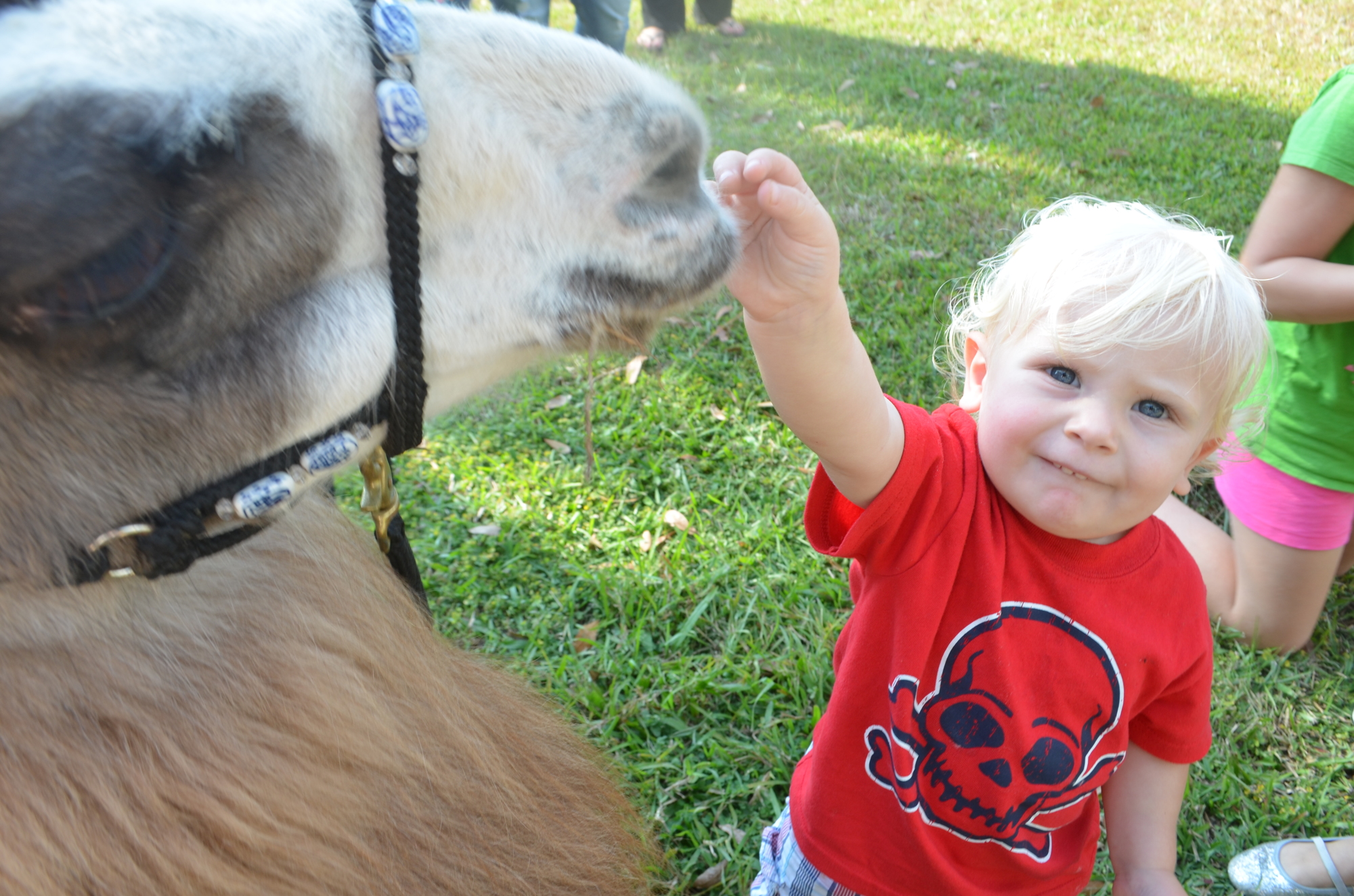 Oliver Rogers reaches up to pet Dipity at Bee Ridge Park. 