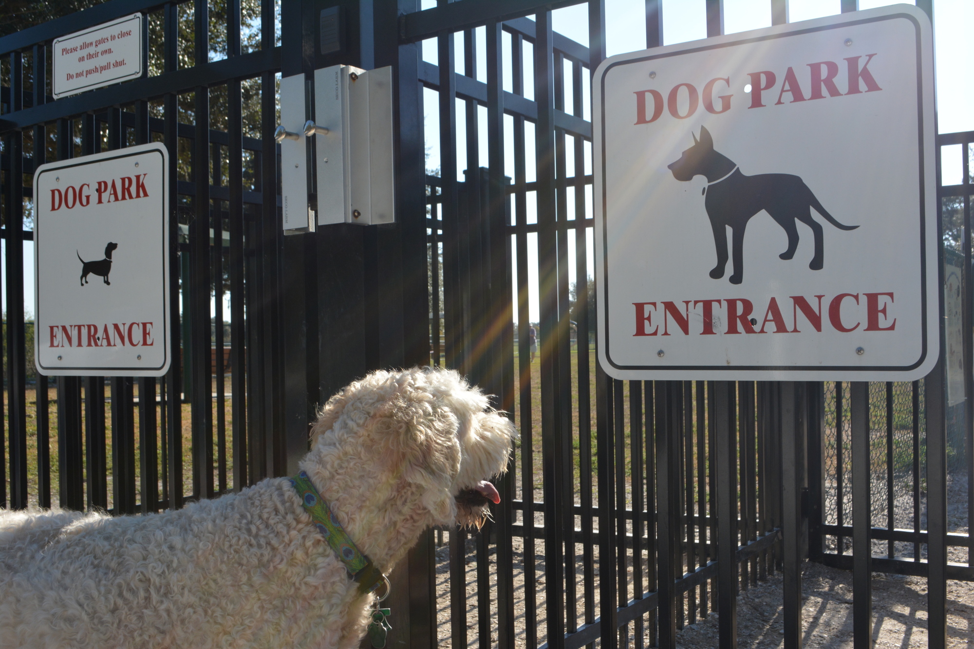 Izzie, a 7-year-old golden doodle, wants to get inside the Paws Park.