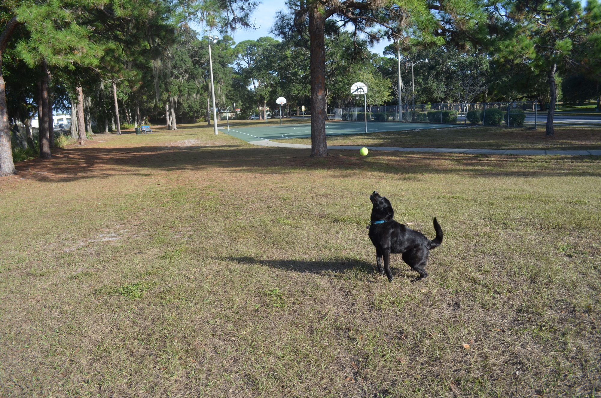Dale Orlando already uses the grassy areas around the basketball parks at Gillespie Park to play with her dog, Shadow. Now, she's getting it turned into a formal dog park.