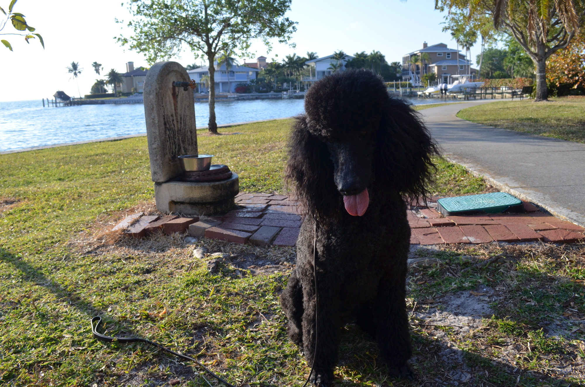 Liebchen sits in front of the Sapphire Shores Park dog bowl, one sign that the park is an important resource for neighborhood dog owners.