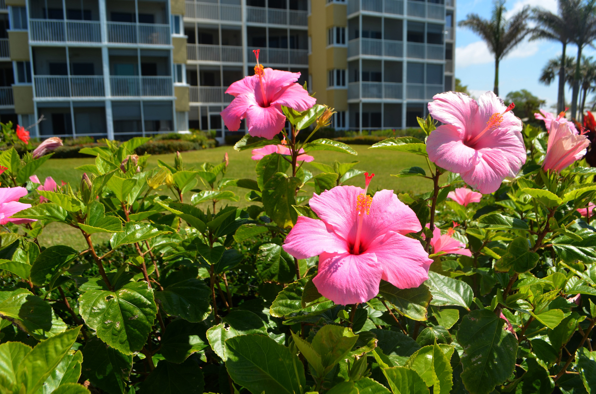 The pool deck is surrounded by colorful flowers, including pink hibiscus.