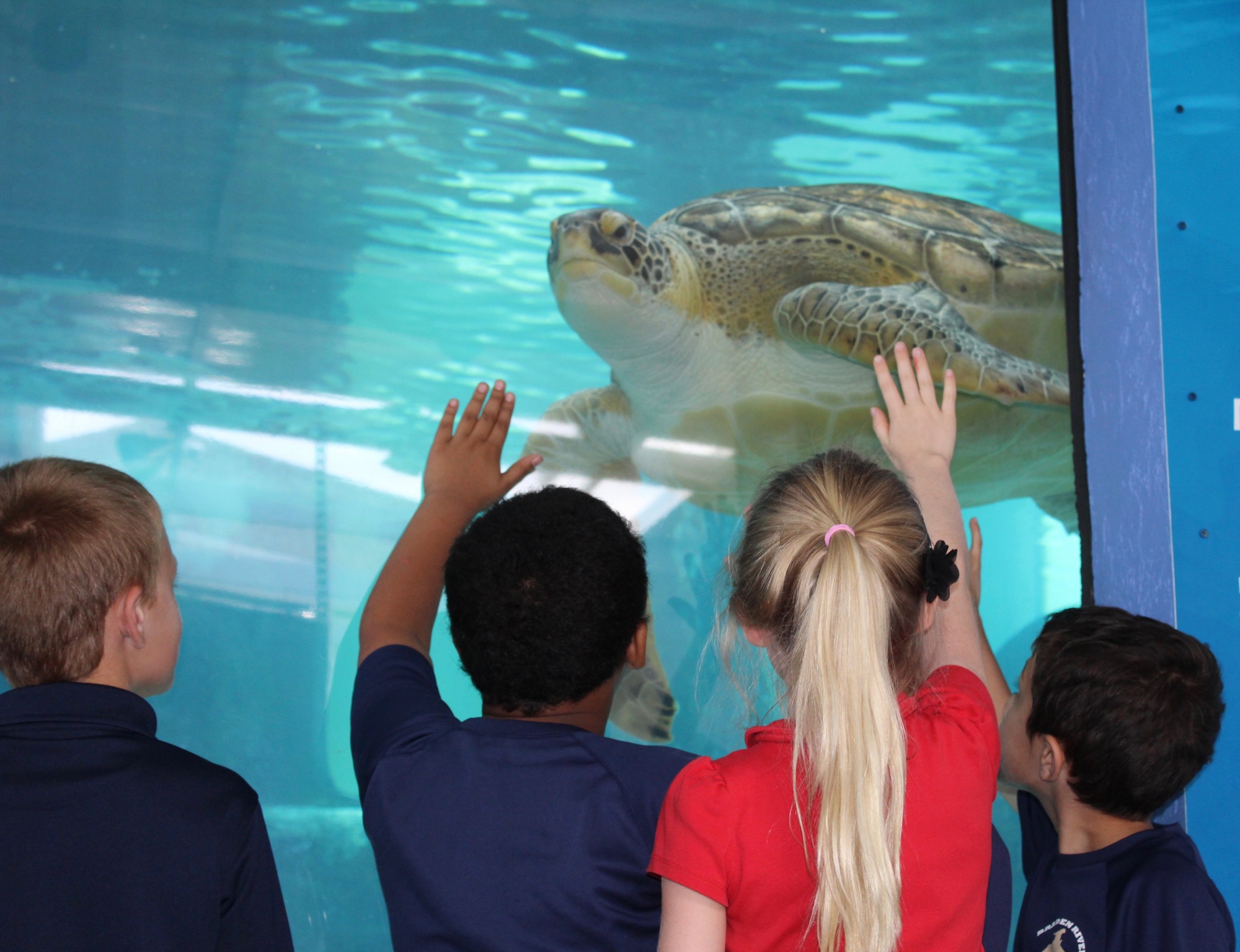 Braden River Elementary School second graders reach for the sea turtle at the Mote Marine Laboratory & Aquarium.
